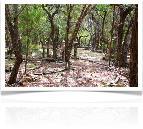 Austin Landscaping Design